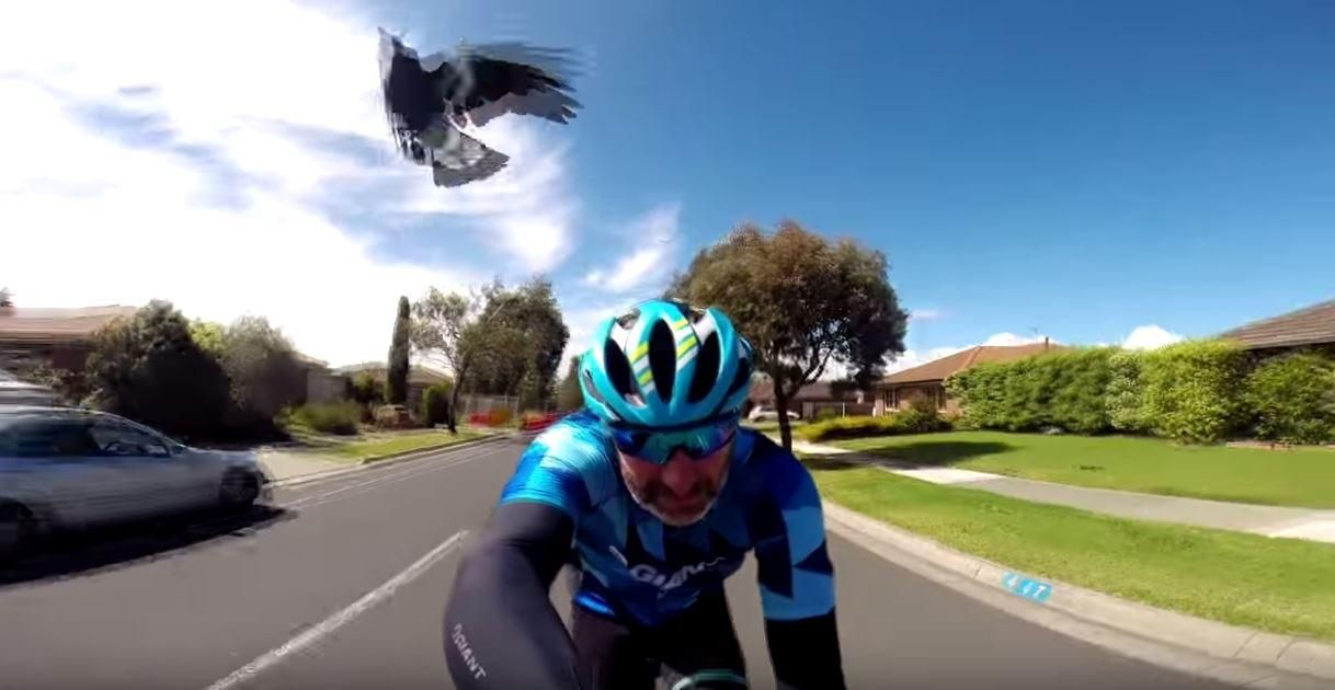 В Австралії сороки почали атакувати людей: курйозне відео В Австралії сороки почали атакувати людей: курйозне відео