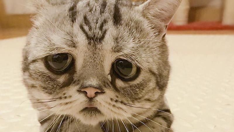 Мережу розчулило дуже сумне кошеня: фото Мережу розчулило дуже сумне кошеня: фото