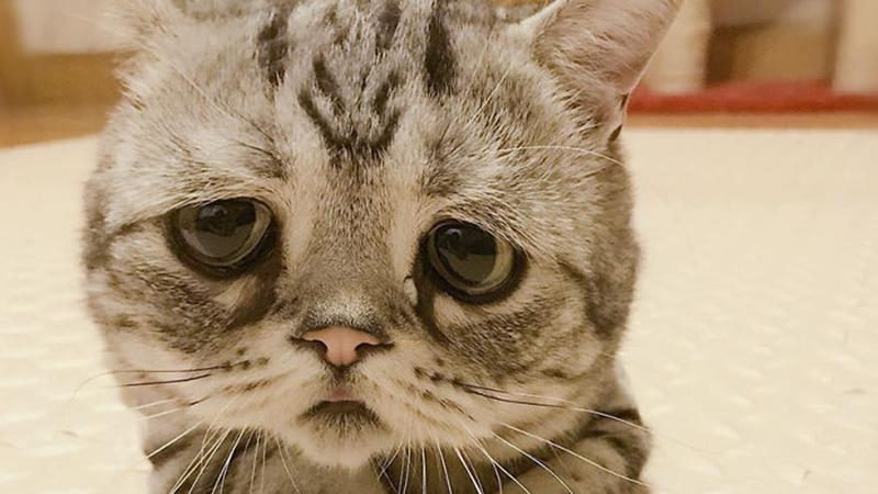 Сеть растрогал очень печальный котенок: фото