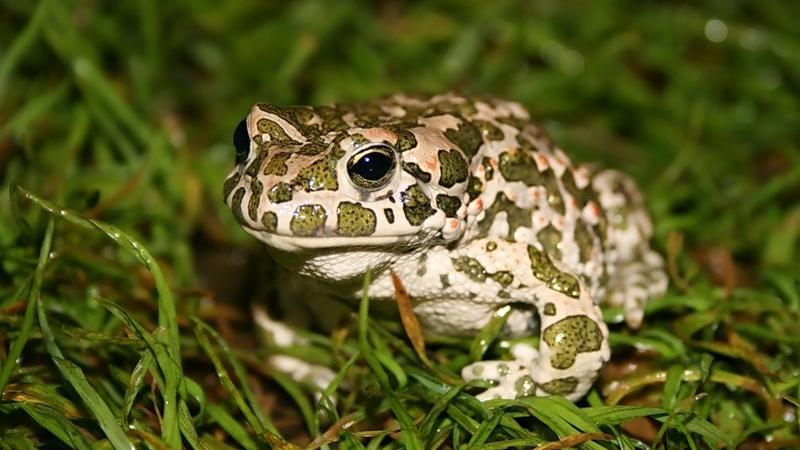 Лягушки питались динозаврами: впечатляющие данные ученых