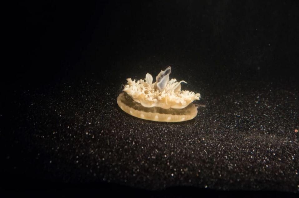 Яка тварина без мозку може спати міцним сном: ви будете здивовані Яка тварина без мозку може спати міцним сном: ви будете здивовані