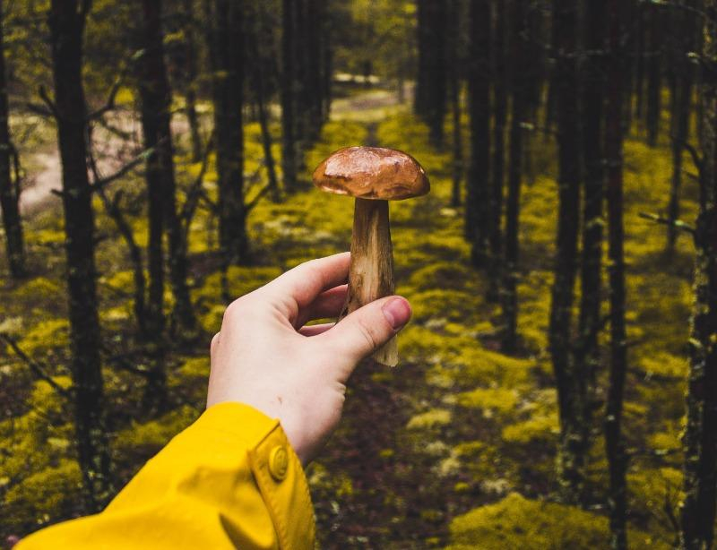 Что приготовить осенью: рецепты блюд с белыми грибами