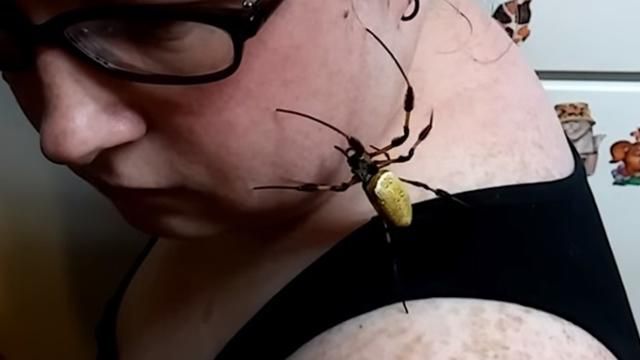 Женщина невозмутимо смотрела, как по ней ползет огромный паук: видео