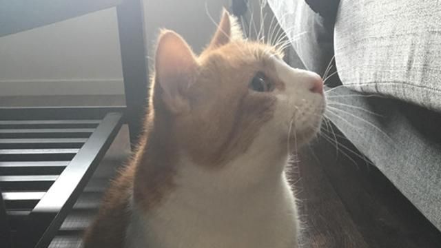 Сеть удивил кот с большими пальцами: опубликовано фото Сеть удивил кот с большими пальцами: опубликовано фото