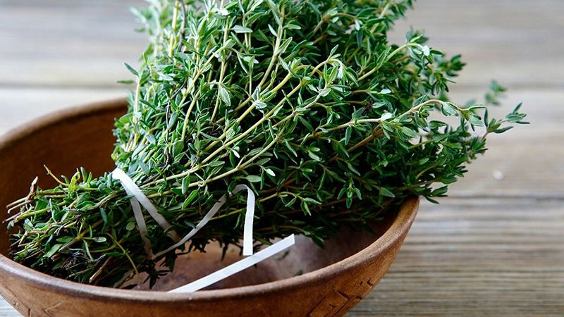 Полезные свойства чабреца для здоровья, о которых стоит знать