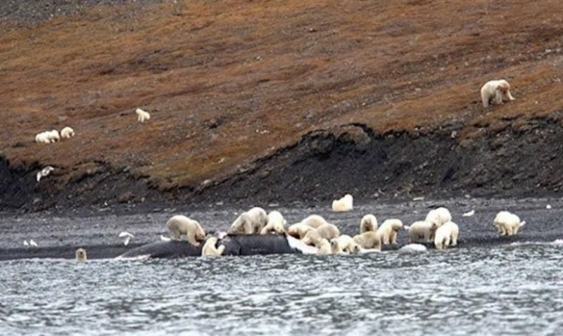 Понад 200 білих ведмедів окупували узбережжя острова Врангеля: фото
