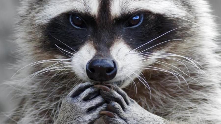 Єноти розгромили продуктовий магазин на Буковині: з'явились фото Єноти розгромили продуктовий магазин на Буковині: з'явились фото