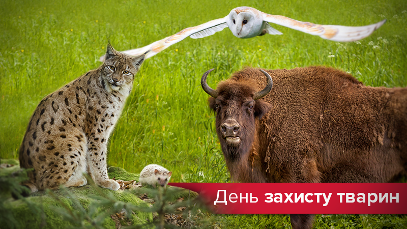 День защиты животных 2019 - фото вымирающих животных Украины