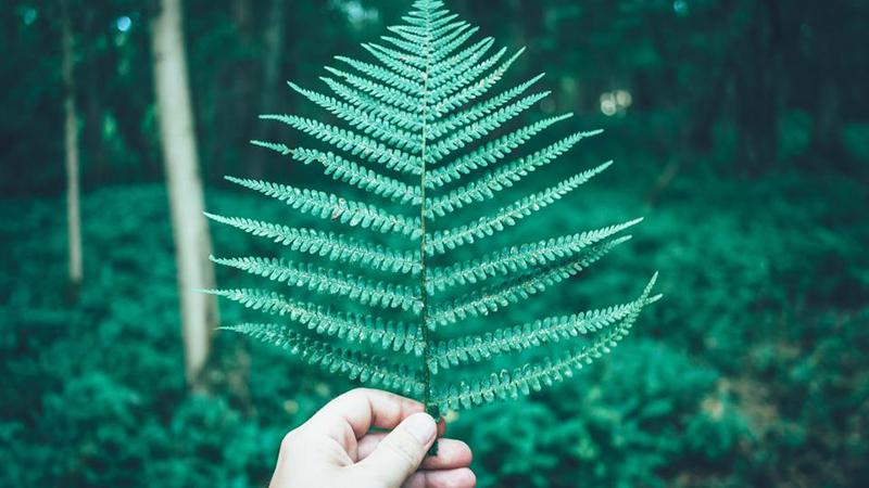 Запахи, которые подарят ощущение счастья