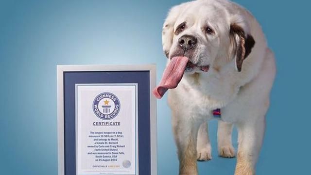 Собака з найдовшим язиком потрапила до Книги рекордів: вражаюче відео