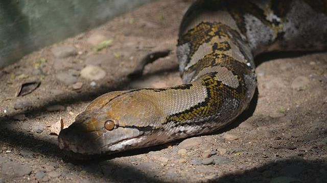 Чоловік здолав 7-метрового пітона Чоловік здолав 7-метрового пітона