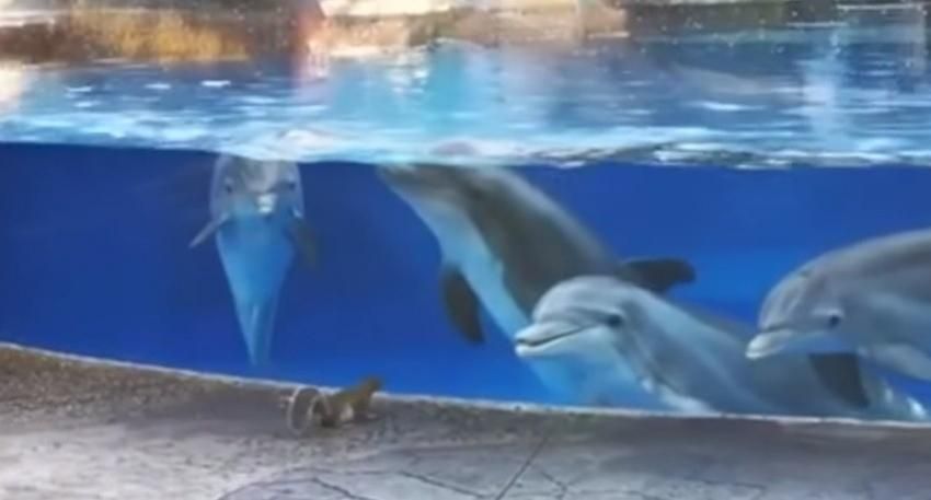 Дельфіни вперше побачили білок: дуже мила реакція тварин у відео
