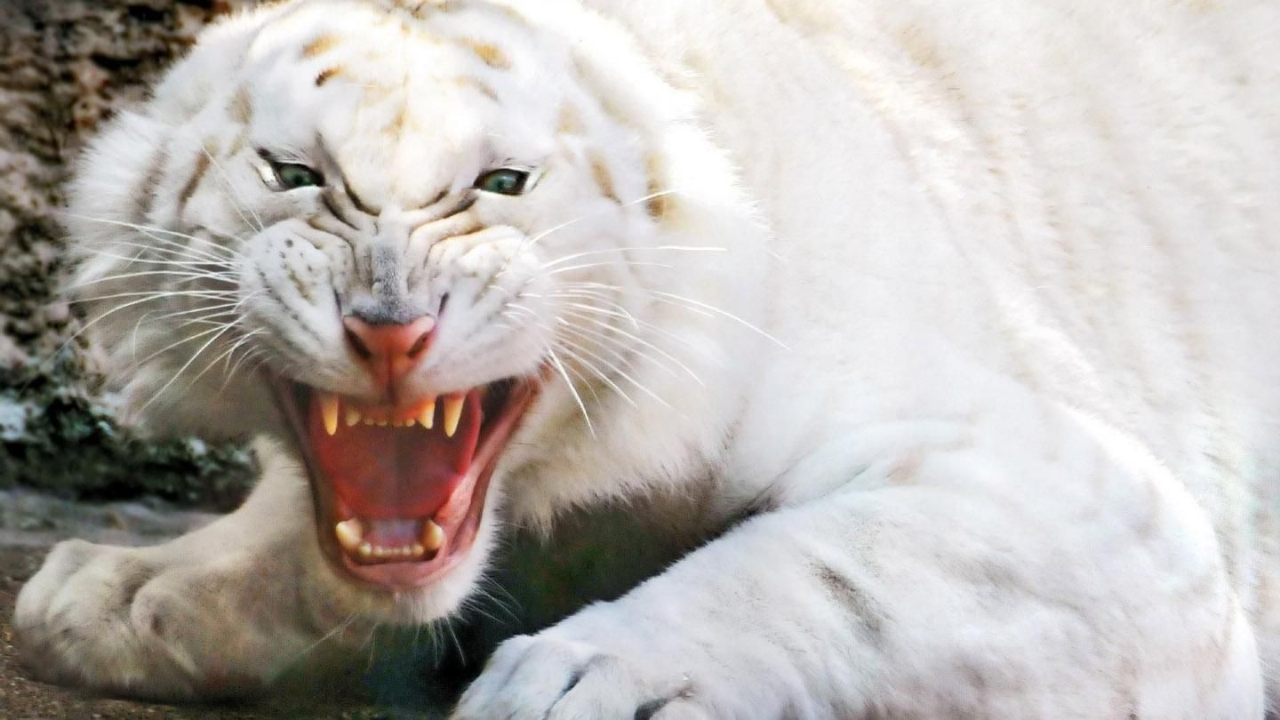 Рідкісні тварини розтерзали співробітника національного парку в Індії Рідкісні тварини розтерзали співробітника національного парку в Індії