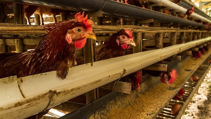 Вчені вивели курей, які несуть яйця для лікування раку Вчені вивели курей, які несуть яйця для лікування раку