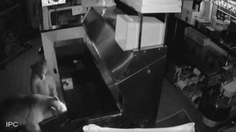 Не енотами едиными: медведи пробрались в пиццерию полакомиться колбасой