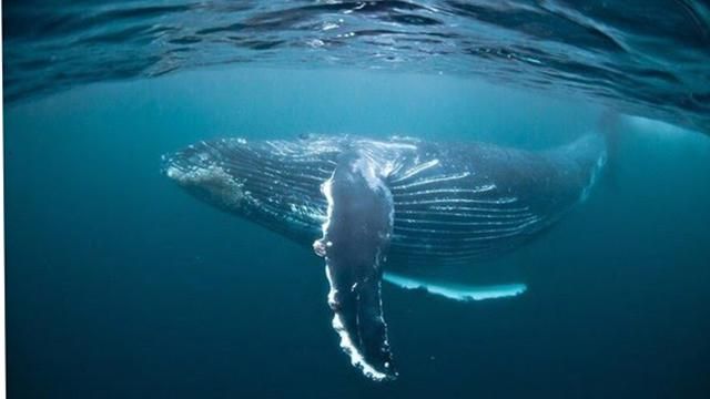 Глобальне потепління насувається: вчені назвали причини вимирання китів 