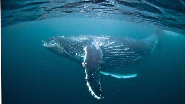 Глобальное потепление надвигается: ученые назвали причины вымирания китов