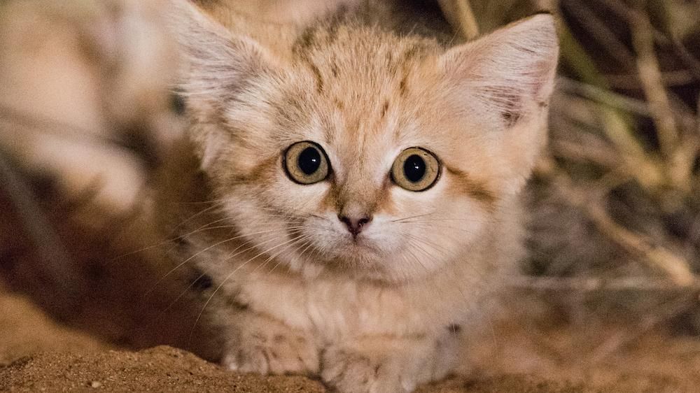 Милість зашкалює: дослідники вперше зняли дітей піщаної кішки у дикій природі