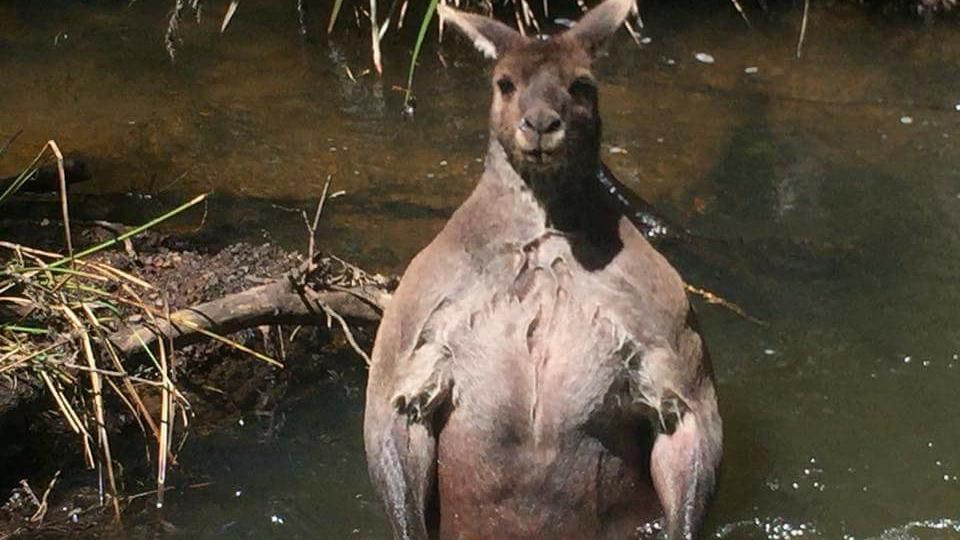 Мускулистий кенгуру з Австралії здивував мережу своїми незвичайними формами: кумедні фото