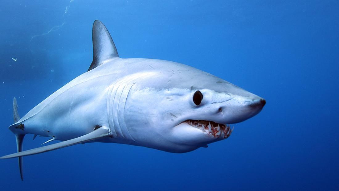 Отважная женщина поймала акулу руками и отнесла ее в океан: курьезное видео Отважная женщина поймала акулу руками и отнесла ее в океан: курьезное видео