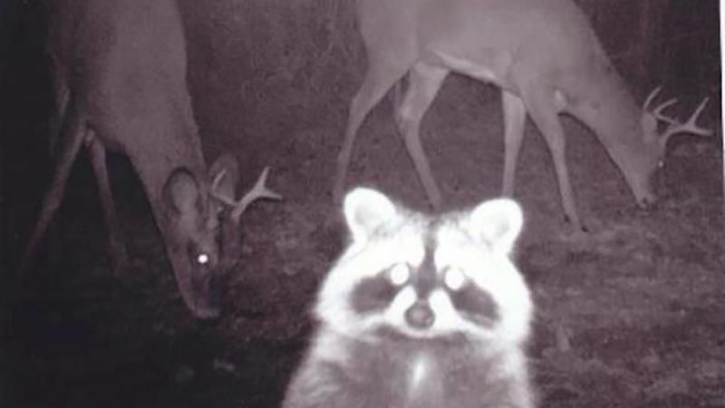 Що насправді роблять тварини, коли їх ніхто не бачить: курйозні фото Що насправді роблять тварини, коли їх ніхто не бачить: курйозні фото