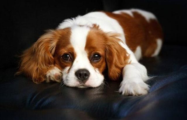 В Италии женщине дали оплачиваемый отпуск по уходу за собакой В Италии женщине дали оплачиваемый отпуск по уходу за собакой