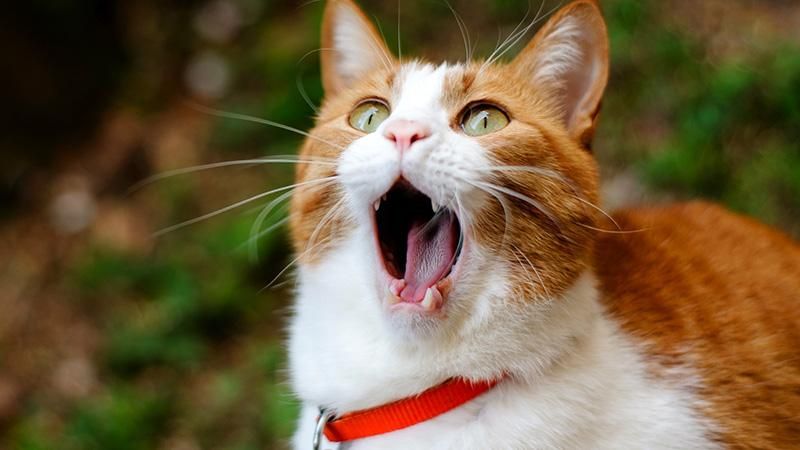 Японці створили робота-котика: милі фото та відео Японці створили робота-котика: милі фото та відео