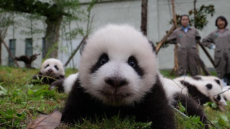 Милість зашкалює: на відео вперше показали 36 новонароджених панд 