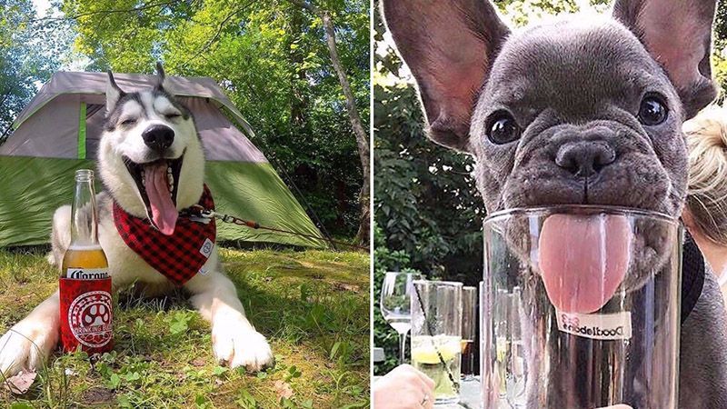 Американка створила пиво для собак, від якого тварини в захваті: курйозні фото 