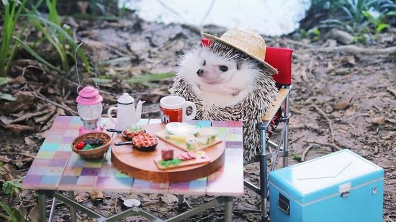 Ежик, который пошел в поход: невероятные фото, которые умилят каждого Ежик, который пошел в поход: невероятные фото, которые умилят каждого