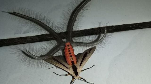 В сеть попали кадры ужасающего насекомого с щупальцами: фото и видео