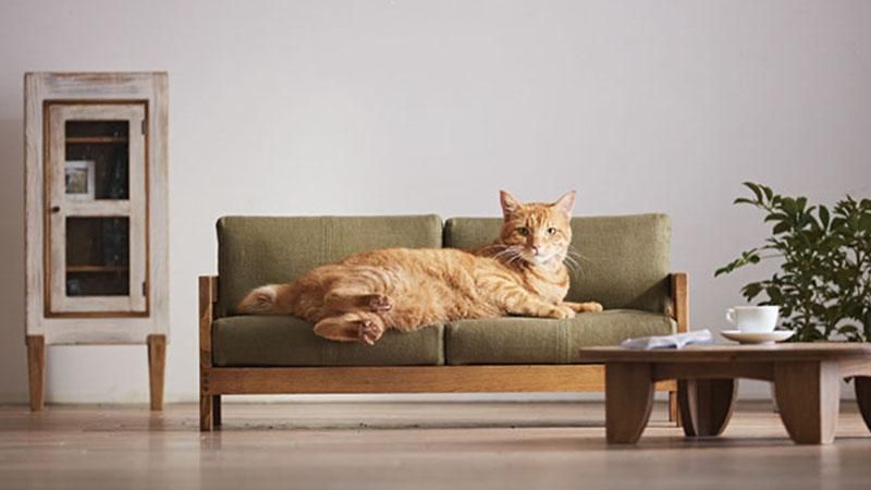 Японці створили меблі для котиків: неймовірно милі фото та відео 