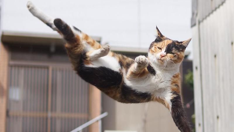 Суперприемы: фотограф показал котов-ниндзя