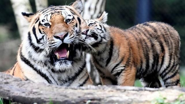 Как отец с маленькими тигрятами впервые встретился: невероятно трогательные фото Как отец с маленькими тигрятами впервые встретился: невероятно трогательные фото