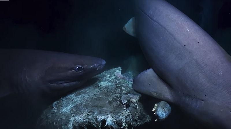 Під час зйомок на підводний човен напала зграя акул: моторошне відео 