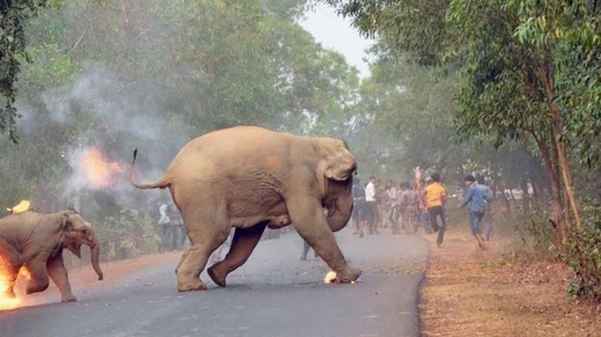 Для них і тут настало пекло: фото зі слонами у полум’ї перемогло на престижному конкурсі