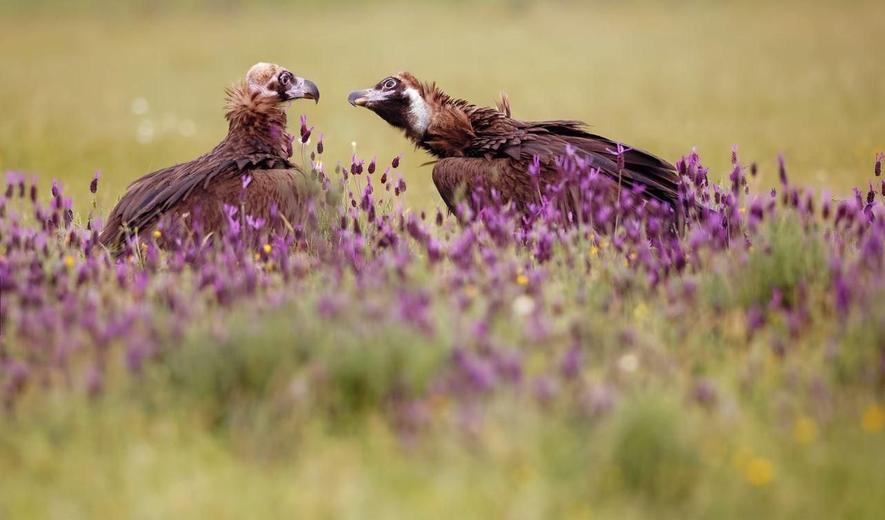 National Geographic опублікувало неймовірні фото учасників щорічного конкурсу National Geographic опублікувало неймовірні фото учасників щорічного конкурсу
