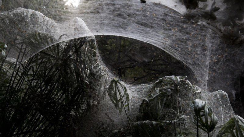 Павуки огорнули павутиною ліс в Ізраїлі: страхітливі фото
