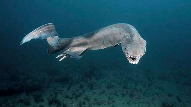 Ученые поймали редкую доисторическую акулу возле берегов Португалии