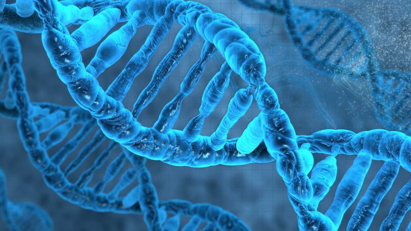 Науковці відкрили ген, який відповідає за довголіття