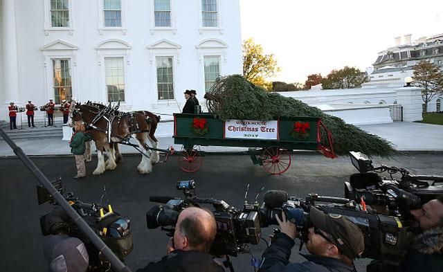 В резиденцию Трампа уже доставили рождественскую елку: опубликованы фото и видео В резиденцию Трампа уже доставили рождественскую елку: опубликованы фото и видео