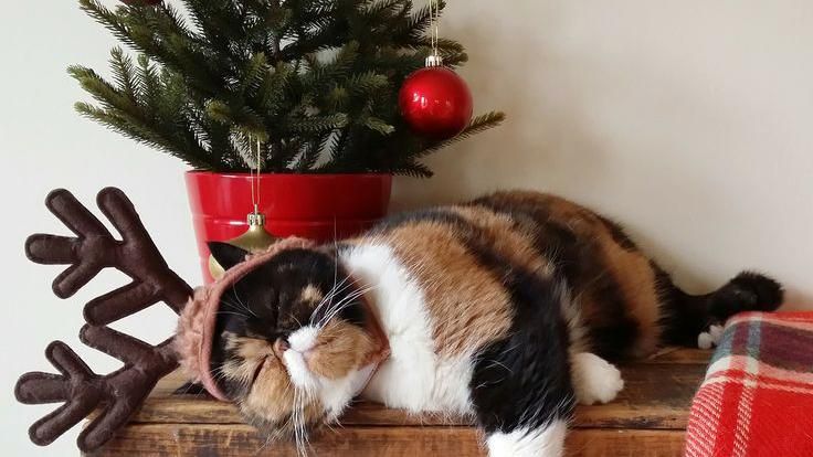 Як вберегти новорічну ялинку від домашніх улюбленців: кумедні фотоприклади Як вберегти новорічну ялинку від домашніх улюбленців: кумедні фотоприклади