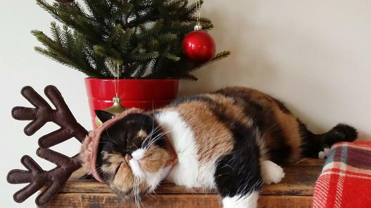 Как уберечь новогоднюю елку от домашних любимцев: забавные фотопримеры