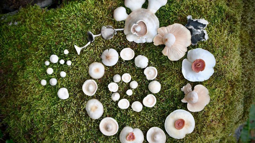 Дівчина з Фінляндії створює вражаючі композиції з грибів у лісі: яскраві фото