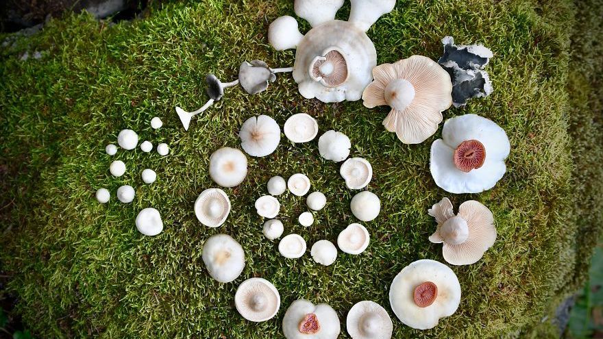 Девушка из Финляндии создает впечатляющие композиции из грибов в лесу: яркие фото Девушка из Финляндии создает впечатляющие композиции из грибов в лесу: яркие фото