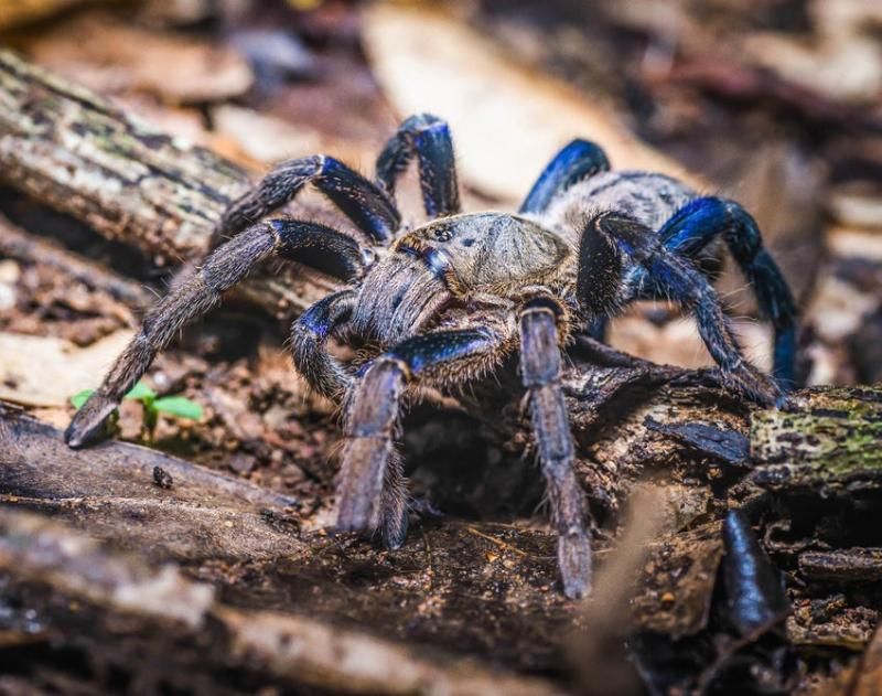 В Америке открыли новый вид тарантулов необычного синего цвета