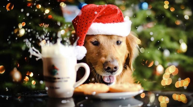 Новый год 2018 цвет года Собаки - в чем встречать 2018 год Новый год 2018 цвет года Собаки - в чем встречать 2018 год