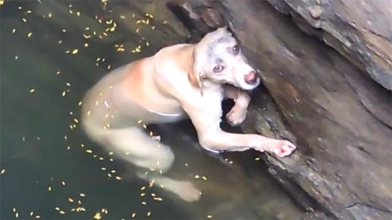 Трогает до слез: сеть впечатляет видео пса, который до последнего борется за жизнь