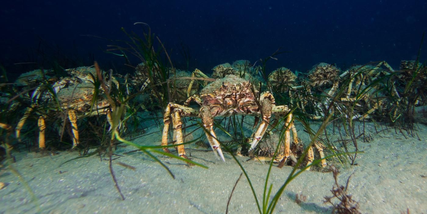 Канал ВВС показал жуткое видео с армией крабов-пауков Канал ВВС показал жуткое видео с армией крабов-пауков