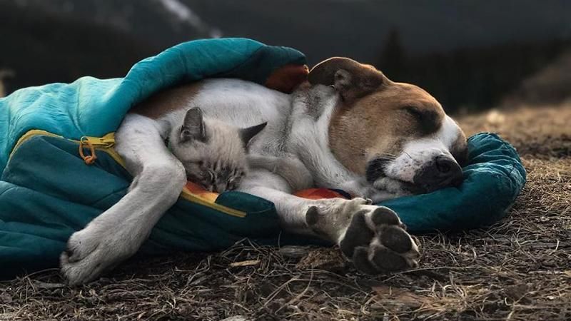 Удивительные фото кота и собаки, которые путешествуют вместе